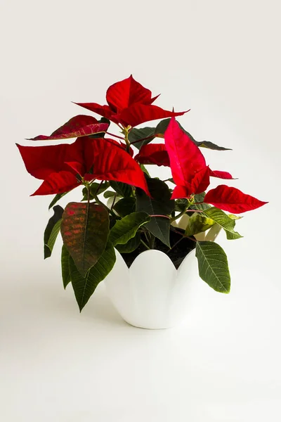 Vivid Red Color Fresh Poinsettia Calling Ataturk Flower Turkey Founder — Stock Photo, Image