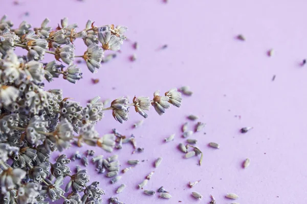 Nærbilde Tørkede Lavendelblomster Lilla Overflate – stockfoto