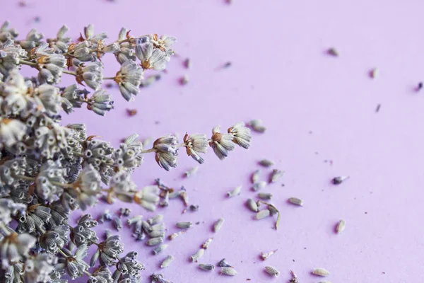 close-up shot of dried lavender flowers on purple surface