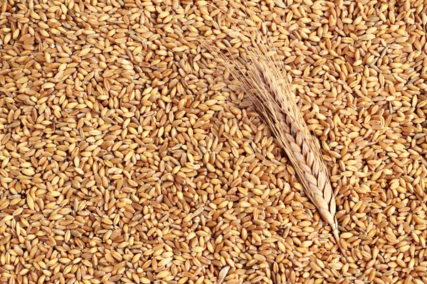 Close Shot Wheat Seeds Ears Background — Stock Photo, Image