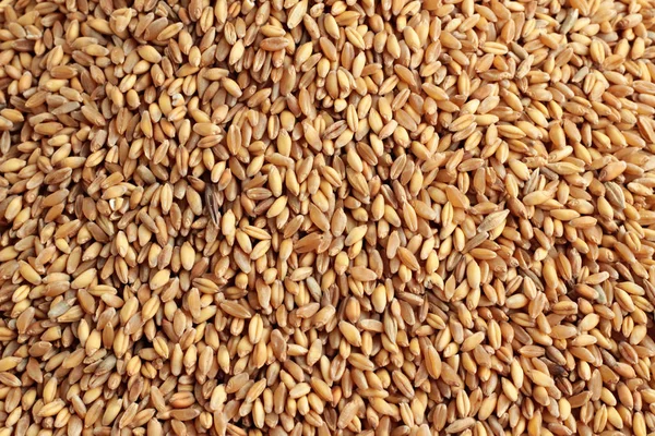 Close Shot Wheat Seeds Background — Stock Photo, Image