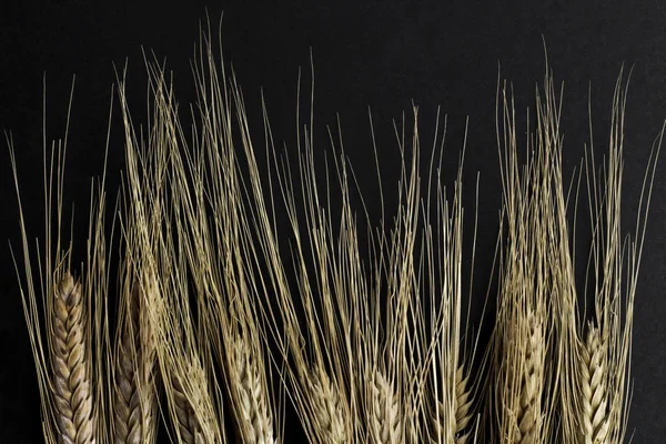 close-up shot of ears of wheat on black background