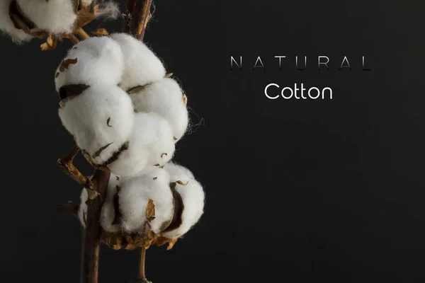 Close Shot Cotton Flowers Isolated Black — Stok fotoğraf