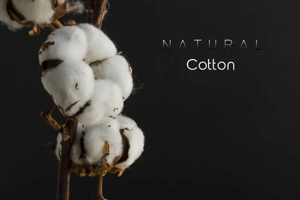 close-up shot of cotton flowers isolated on black