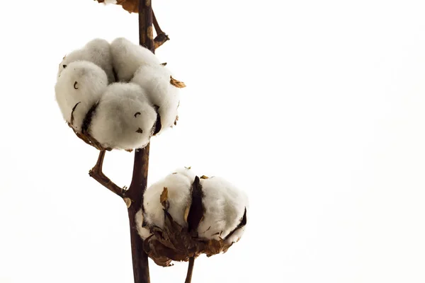 Lähikuva Laukaus Puuvillan Kukkia Eristetty Valkoinen — kuvapankkivalokuva