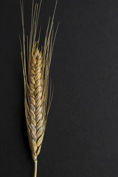 close-up shot of ears of wheat on black background