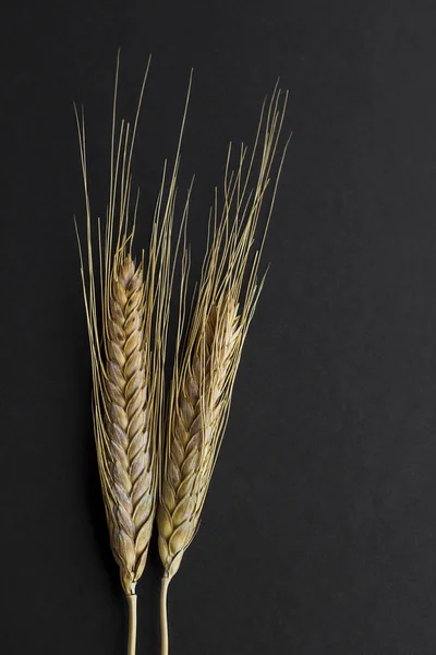 close-up shot of ears of wheat on black background