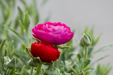 Bahçedeki güzel kırmızı güllerin yakın plan çekimi.