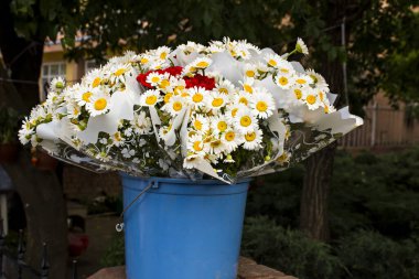 Bahçede güzel bir demet papatya resmi.