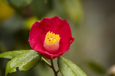 Arka planda kırmızı kamelya Japonica (Sasanqua) çiçeği
