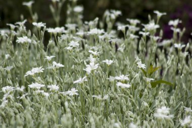 Daha Büyük Dikiş otu (Bethlehem Yıldızı, Bilimsel adı: Stellaria holostea) çiçek çayırında