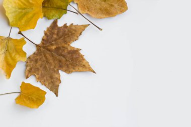 Sonbahar kompozisyon arkaplanı için beyaz yüzeyde düşen yaprakların yakın plan çekimi
