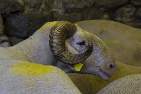 Święto Ofiary Kurban Bayrami Koncepcja Oczekiwania Kupującego Barana Domowego Owiec — Zdjęcie stockowe