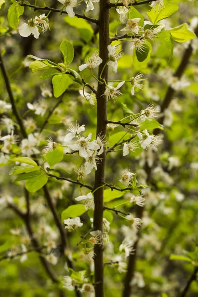 Blossoming of Plum Tree in spring,green and blur background