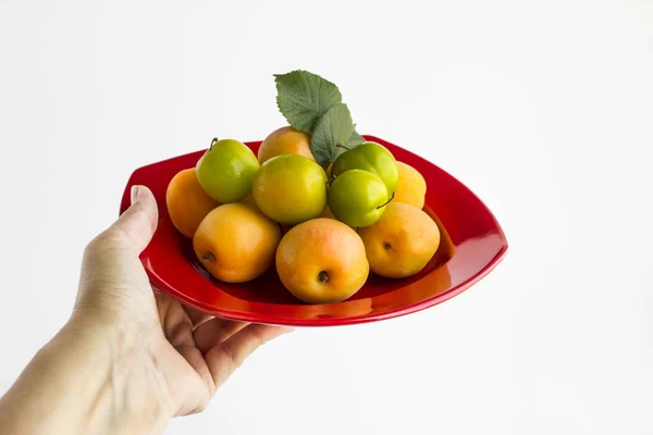 Primer Plano Hombre Sosteniendo Pila Ciruelas Cereza — Foto de Stock