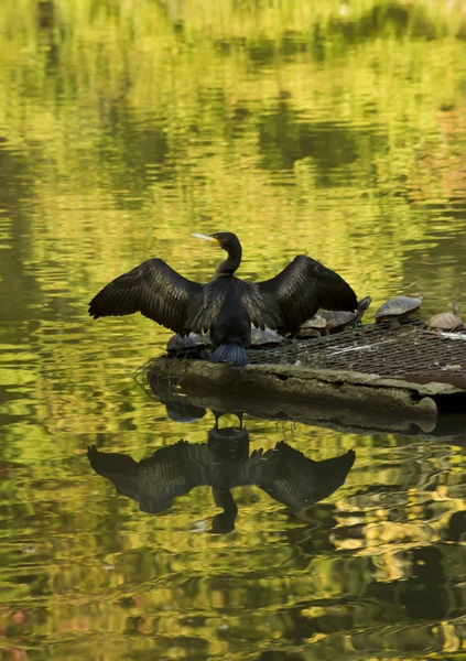 Schwarzkormoran Öffnete Seine Flügel Mit Schildkröten Auf Schwimmer — Stockfoto
