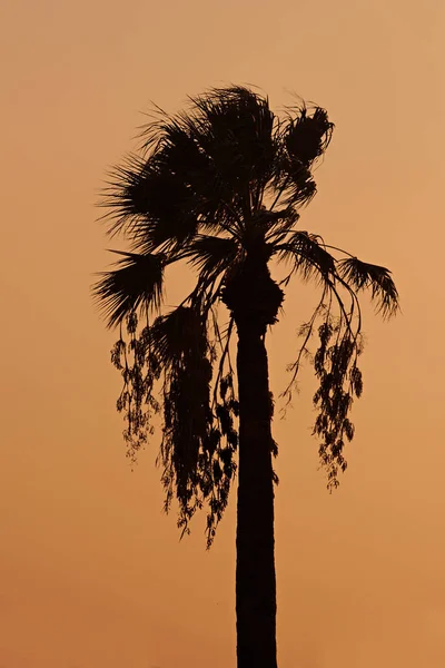 Nærbilde Palmesilhuett Solnedgangsbakgrunn – stockfoto
