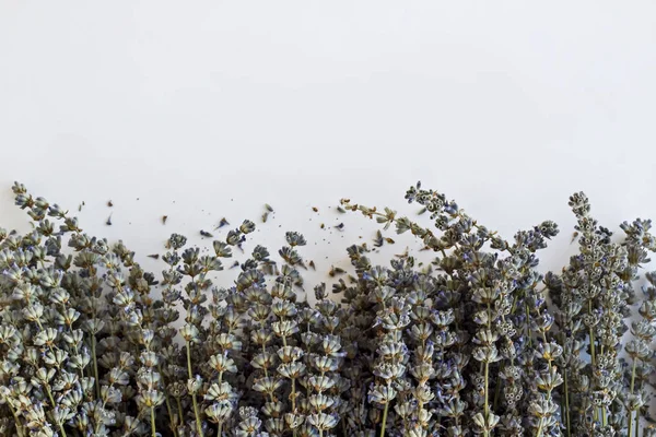 Nærbilder Lavendelblomster Isolert Hvitt – stockfoto