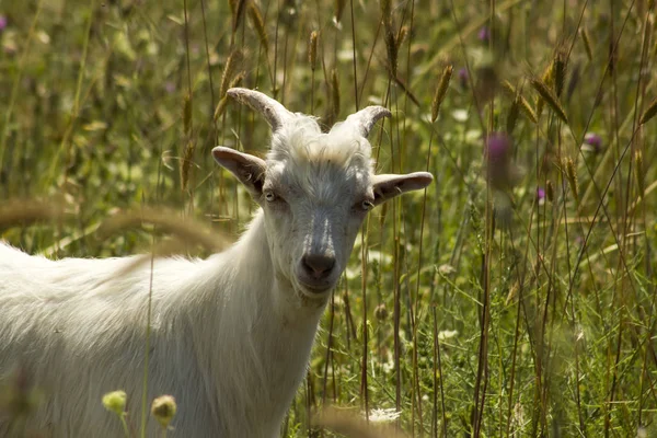 Close Shot Cute Goat Wheat Field — Stock Photo, Image