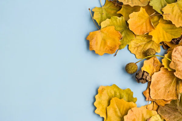 Detailní Záběr Padlých Listů Modrém Pozadí Pro Podzimní Kompozici — Stock fotografie