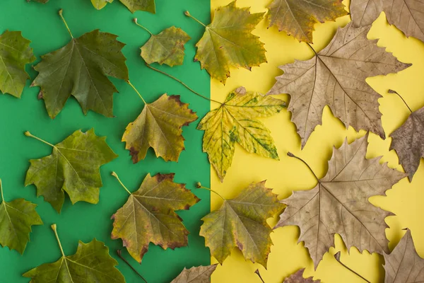 Detailní Záběr Spadlého Listí Zeleném Žlutém Povrchu Pro Podzimní Kompozici — Stock fotografie