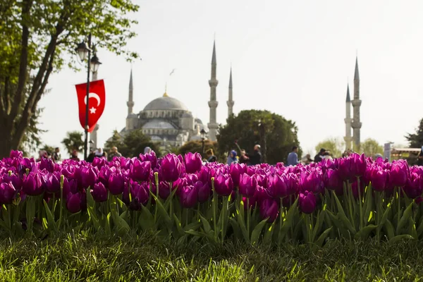 Purple Tulips Line Front Blurred Blue Mosque Istanbul Turkey Tulip – stockfoto
