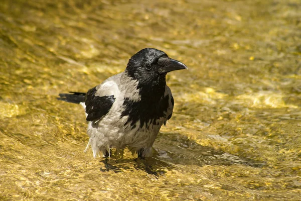 Close Shot Crow Standing Water — Stock Photo, Image
