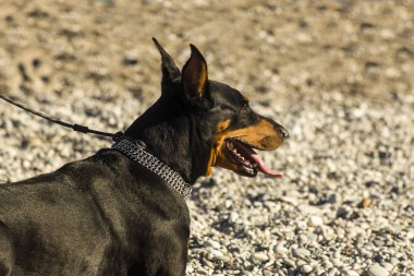 Kesik kulaklı, metal yakalı ve plajda ağız maskesi olmayan bir doberman.