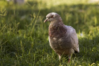 Yeşil çimenlikteki güvercin portresi, yakın plan.