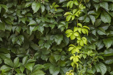 Yeşil yaprakların tam çerçeve görüntüsü