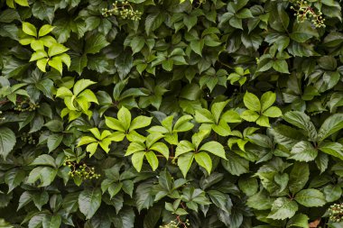 Yeşil yaprakların tam çerçeve görüntüsü