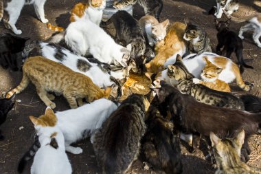 Sokakta yemek yiyen bir grup sokak kedisi.