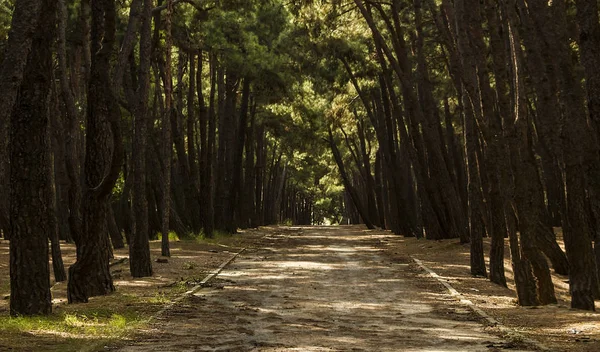Plano Escénico Hermosa Carretera Bosque — Foto de Stock