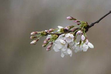 Arka planda kiraz ağacının çiçek açan dalı. Yakından çekilmiş..