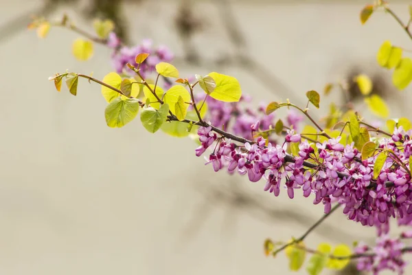 Close Taken Judas Tree Beautiful Purple Pink Flowers Spring Time — Stock fotografie