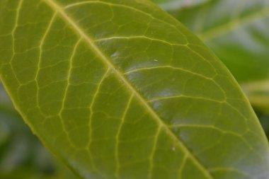 yeşil yaprak arkaplan çizgileri doğa