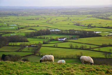 Glastonbury İngiltere 'sinde otlakta mutlu koyunlar