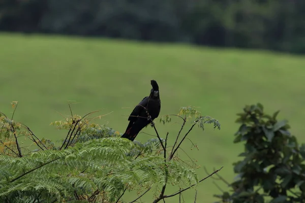 Краснохвостый чёрный какаду (Calyptorhynchus banksii) Квинсленд  , — стоковое фото