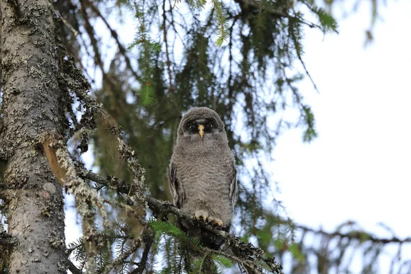 Hibou gris (Strix nebulosa) Louveteau, Suède — Photo