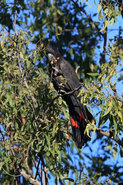 Vörös farkú fekete kakadu (Calyptorhynchus banksii) Queensland , — Stock Fotó