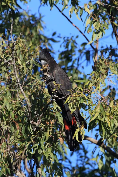 Vörös farkú fekete kakadu (Calyptorhynchus banksii) Queensland , — Stock Fotó