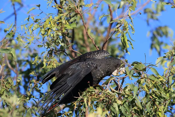 Red-tailed black cockatoo (Calyptorhynchus banksii) Queensland , — Stock Photo, Image