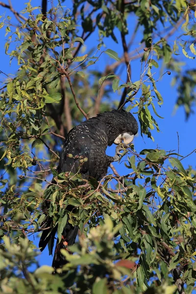 Cacatua preta de cauda vermelha (Calyptorhynchus banksii) Queensland  , — Fotografia de Stock