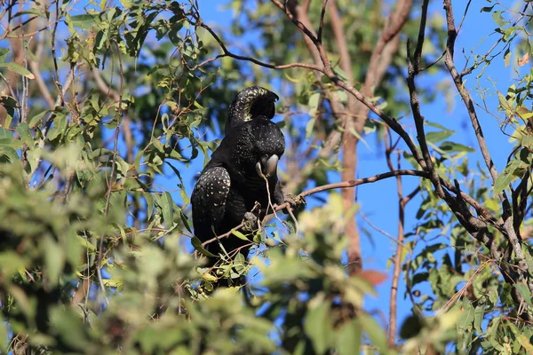Red-tailed black cockatoo (Calyptorhynchus banksii) Queensland , — 스톡 사진