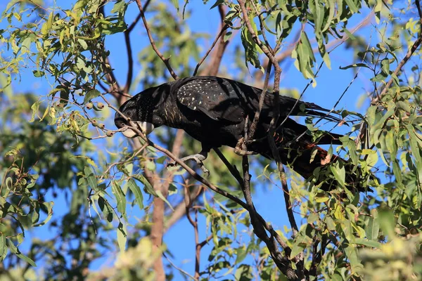 Red-tailed black cockatoo (Calyptorhynchus banksii) Queensland , — Stock Photo, Image