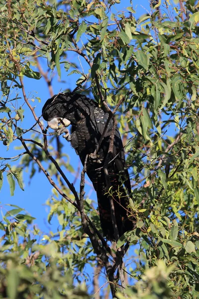 Calyptorhynchus banksii) Квінсленд , — стокове фото