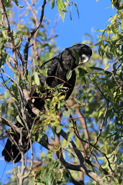 Red-tailed black cockatoo (Calyptorhynchus banksii) Queensland , Royalty Free Stock Images