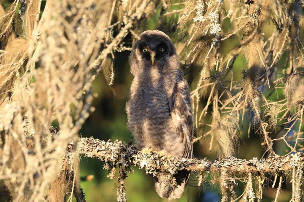 Hibou gris (Strix nebulosa) Louveteau, Suède — Photo