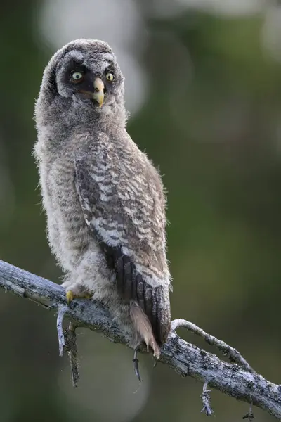 Great grey owll (Strix nebulosa) Cub, Sweden — Stock Photo, Image