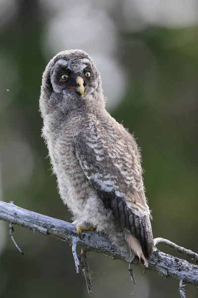 Great grey owll (Strix nebulosa) Cub, Sweden — Stock Photo, Image